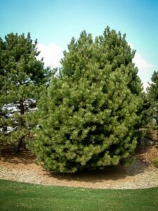 Сосна Чёрная (Pinus Nigra) купить по цене от 270.00р. в интернет-магазине «Посадика» с доставкой почтой в в Усть-Лабинске и по всей России – [изображение №1].