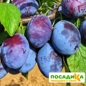 Слива Чачакская ранняя купить по цене от 229.00р. в интернет-магазине «Посадика» с доставкой почтой в в Усть-Лабинске и по всей России – [изображение №1].