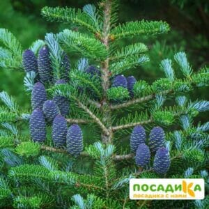 Пихта корейская (Abies koreana) купить по цене от 450.00р. в интернет-магазине «Посадика» с доставкой почтой в в Усть-Лабинске и по всей России – [изображение №1].