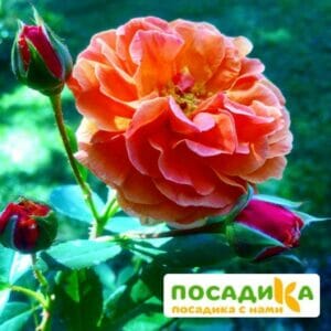 Роза Арабия купить по цене от 350.00р. в интернет-магазине «Посадика» с доставкой почтой в в Усть-Лабинске и по всей России – [изображение №1].