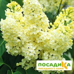 Сирень Примроуз (Primrose) купить по цене от 529.00р. в интернет-магазине «Посадика» с доставкой почтой в в Усть-Лабинске и по всей России – [изображение №1].