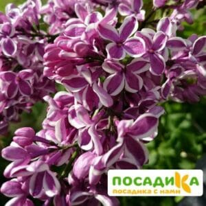 Сирень Сенсация купить по цене от 529.00р. в интернет-магазине «Посадика» с доставкой почтой в в Усть-Лабинске и по всей России – [изображение №1].