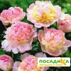 Пион Распберри Сандей (Paeonia Raspberry Sundae) купить по цене от 959р. в интернет-магазине «Посадика» с доставкой почтой в в Усть-Лабинске и по всей России – [изображение №1].