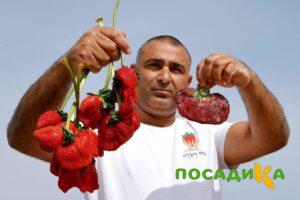 Клубника Гигант Джорнея купить по цене от 266р. в интернет-магазине «Посадика» с доставкой почтой в в Усть-Лабинске и по всей России – [изображение №1].