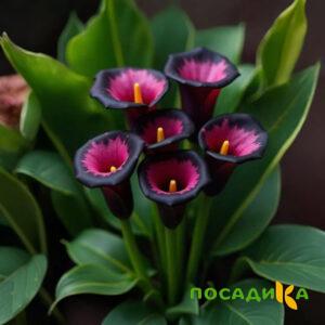 Калла Аура Лейс купить по цене от 400р. в интернет-магазине «Посадика» с доставкой почтой в в Усть-Лабинске и по всей России – [изображение №1].