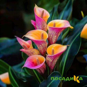 Калла Оникс купить по цене от 450р. в интернет-магазине «Посадика» с доставкой почтой в в Усть-Лабинске и по всей России – [изображение №1].