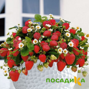 Клубника Рубиновый Шепот (горшечная) купить по цене от 240р. в интернет-магазине «Посадика» с доставкой почтой в в Усть-Лабинске и по всей России – [изображение №1].