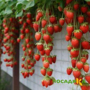 Клубника вьющаяся Комплимент купить по цене от 470р. в интернет-магазине «Посадика» с доставкой почтой в в Усть-Лабинске и по всей России – [изображение №1].