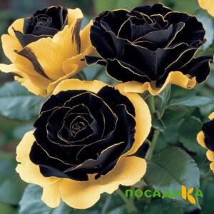 Роза Ханни Сикл купить по цене от 700р. в интернет-магазине «Посадика» с доставкой почтой в в Усть-Лабинске и по всей России – [изображение №1].