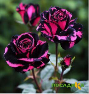 Роза Багровый Шепот купить по цене от 366р. в интернет-магазине «Посадика» с доставкой почтой в в Усть-Лабинске и по всей России – [изображение №1].