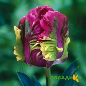 Тюльпан Экзотик Хэвен купить по цене от 186р. в интернет-магазине «Посадика» с доставкой почтой в в Усть-Лабинске и по всей России – [изображение №1].