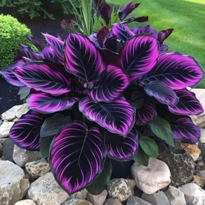 Хоста Люминоза купить по цене от 450р. в интернет-магазине «Посадика» с доставкой почтой в в Усть-Лабинске и по всей России – [изображение №1].