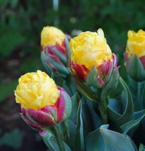 Тюльпан Айс Крим Банана купить по цене от 360р. в интернет-магазине «Посадика» с доставкой почтой в в Усть-Лабинске и по всей России – [изображение №1].