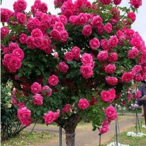 Роза Версаля купить по цене от 232р. в интернет-магазине «Посадика» с доставкой почтой в в Усть-Лабинске и по всей России – [изображение №1].