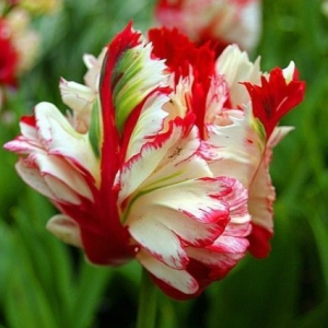 Тюльпан Эстелла Рижнвельд купить по цене от 500р. в интернет-магазине «Посадика» с доставкой почтой в в Усть-Лабинске и по всей России – [изображение №1].