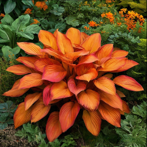 Хоста Солнечный Нектар купить по цене от 605р. в интернет-магазине «Посадика» с доставкой почтой в в Усть-Лабинске и по всей России – [изображение №1].